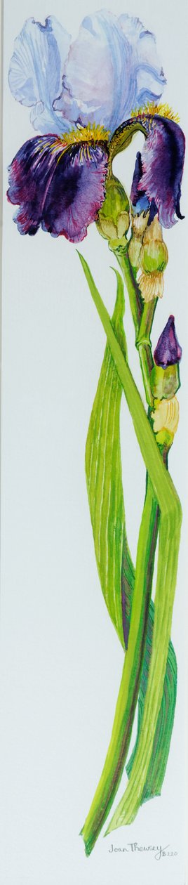 Iris con tre boccioli da Joan Thewsey