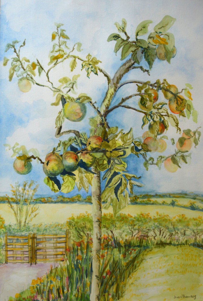 Il melo, 2001 da Joan Thewsey