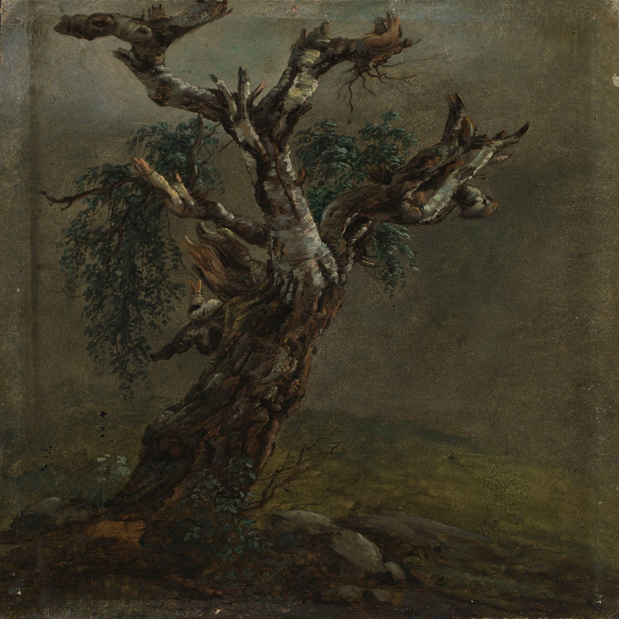 Un tronco nodoso di betulla. Studio da Johan Christian Dahl
