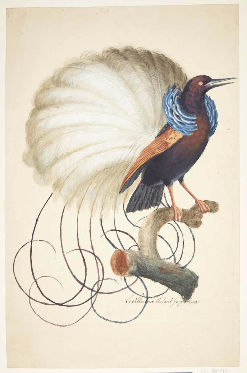 Uccello esotico da Johan Christian Ernst Walter