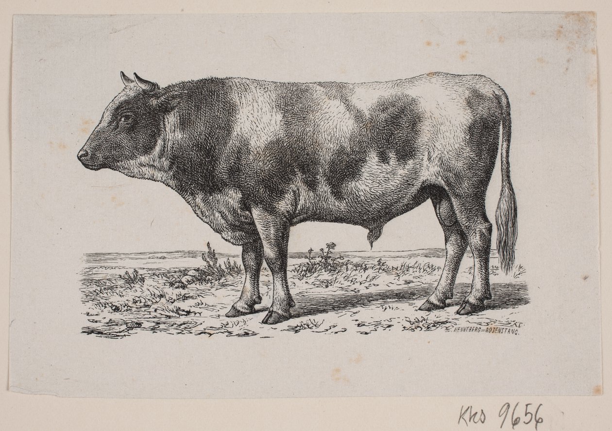 Un toro da Johan Frederik Rosenstand