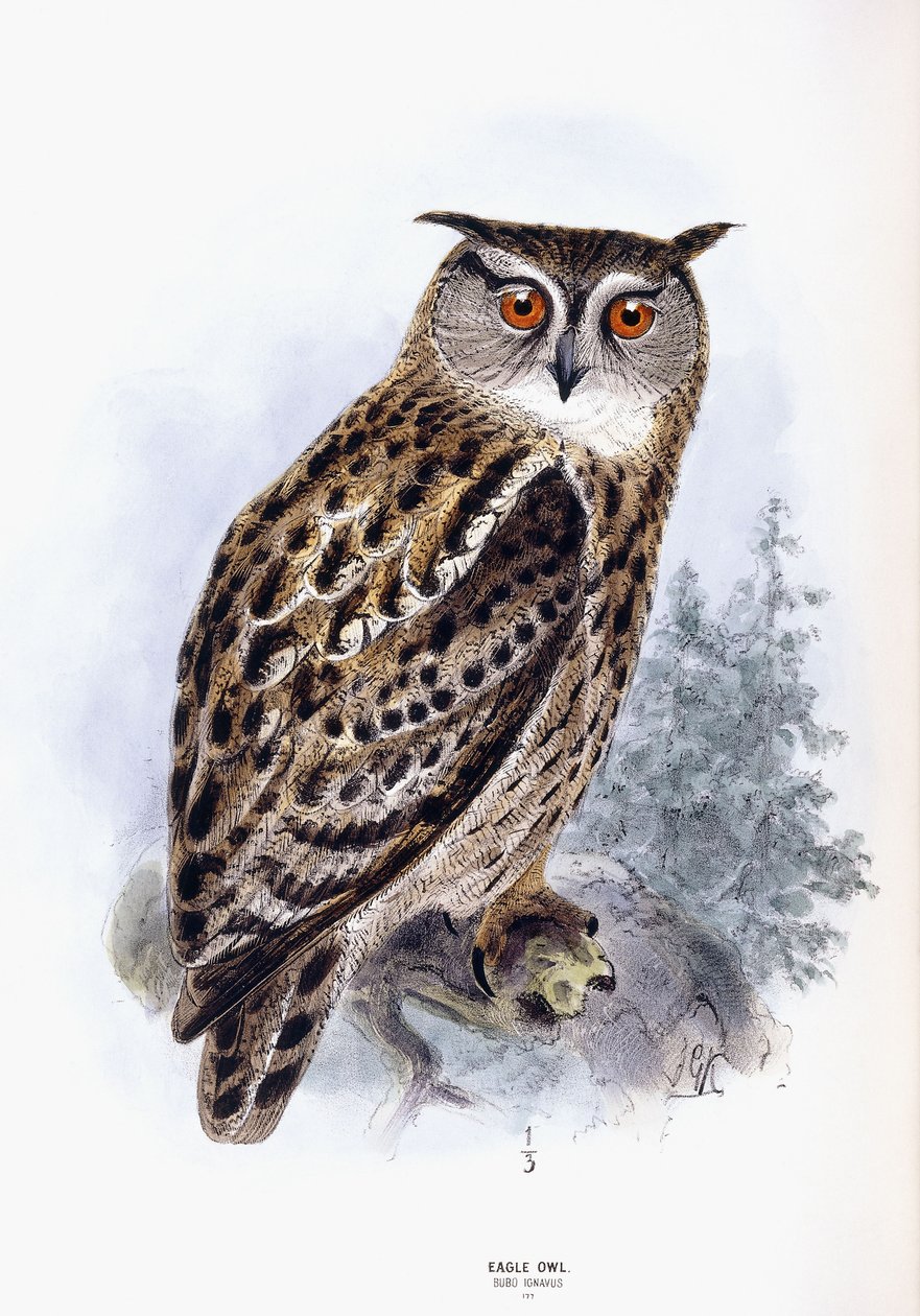 Gufo reale da Johan Gerard Keulemans