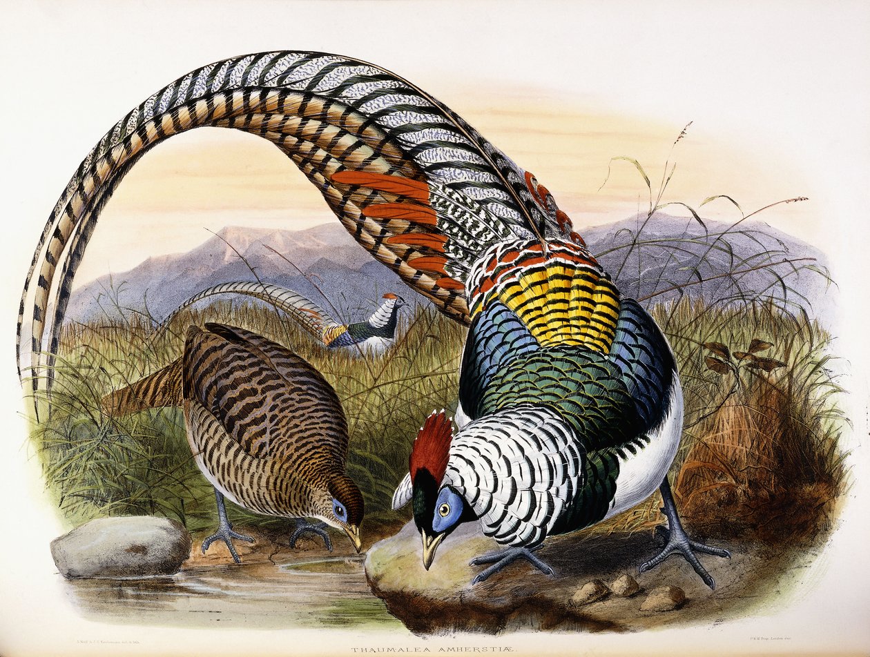 Thaumalea Amherstiae da Johan Gerard Keulemans