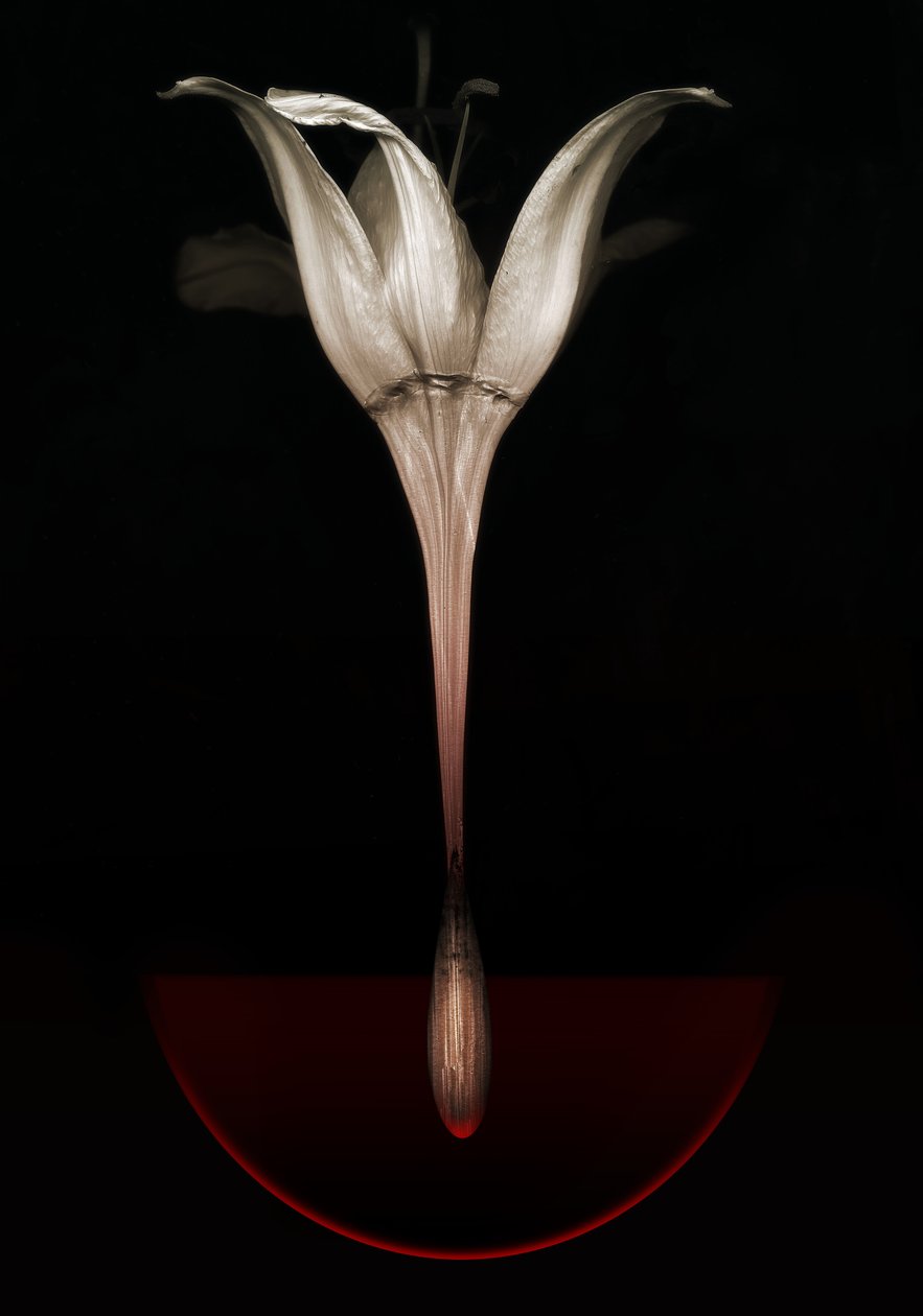 Giglio sanguinante, 2013 da Johan Lilja