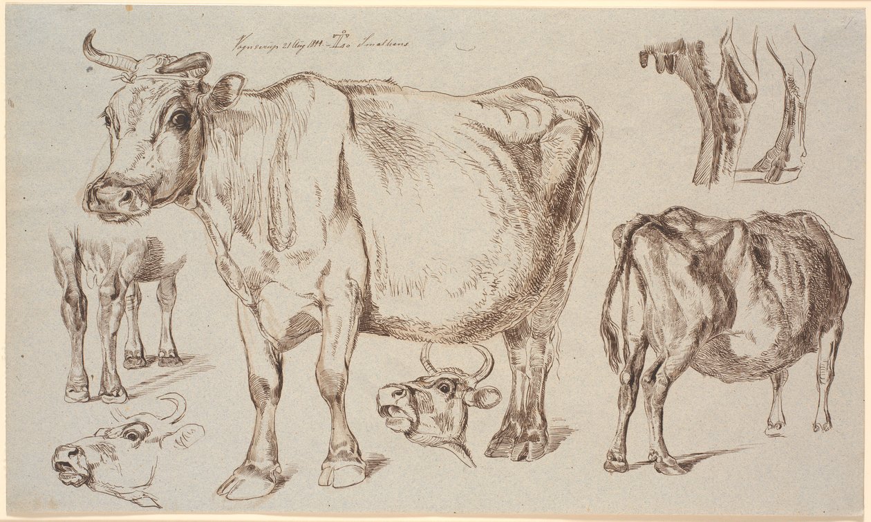 Foglio di studio da Vognserup. Vari studi di una mucca da Johan Thomas Lundbye