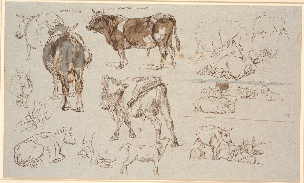Foglio di studio da Vognserup. Studi di mucche, tori e vitelli. A destra, due studi di paesaggi, il superiore con mucche sdraiate, l