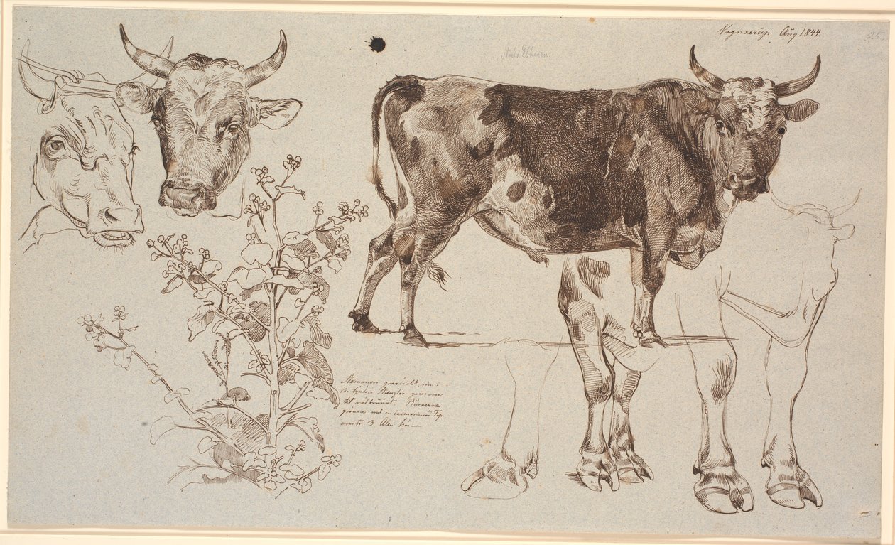Foglio di studio da Vognserup. A sinistra due teste di mucca, sotto una pianta di acetosa. Dal centro verso destra un toro in piedi, sotto studi delle sue gambe da Johan Thomas Lundbye