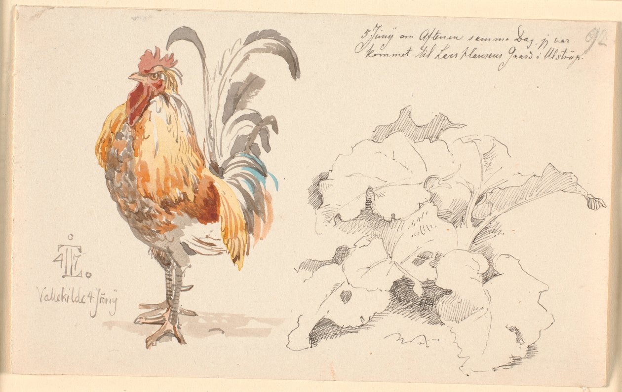Foglio di studio con un gallo e una pianta di acetosa da Johan Thomas Lundbye