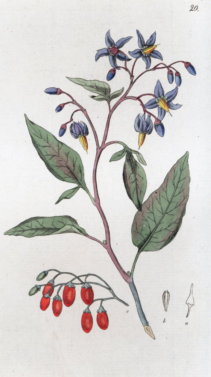 Amara Dulcamara da Johan Wilhelm Palmstruch