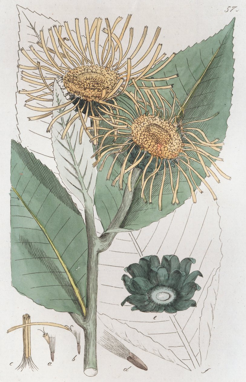Enula campana Inula helenium, 1804-1811 da Johan Wilhelm Palmstruch