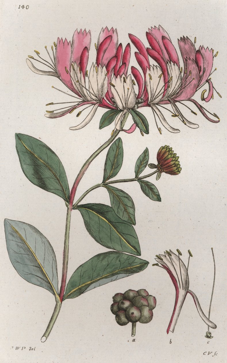 Caprifoglio Lonicera periclymenum da Johan Wilhelm Palmstruch