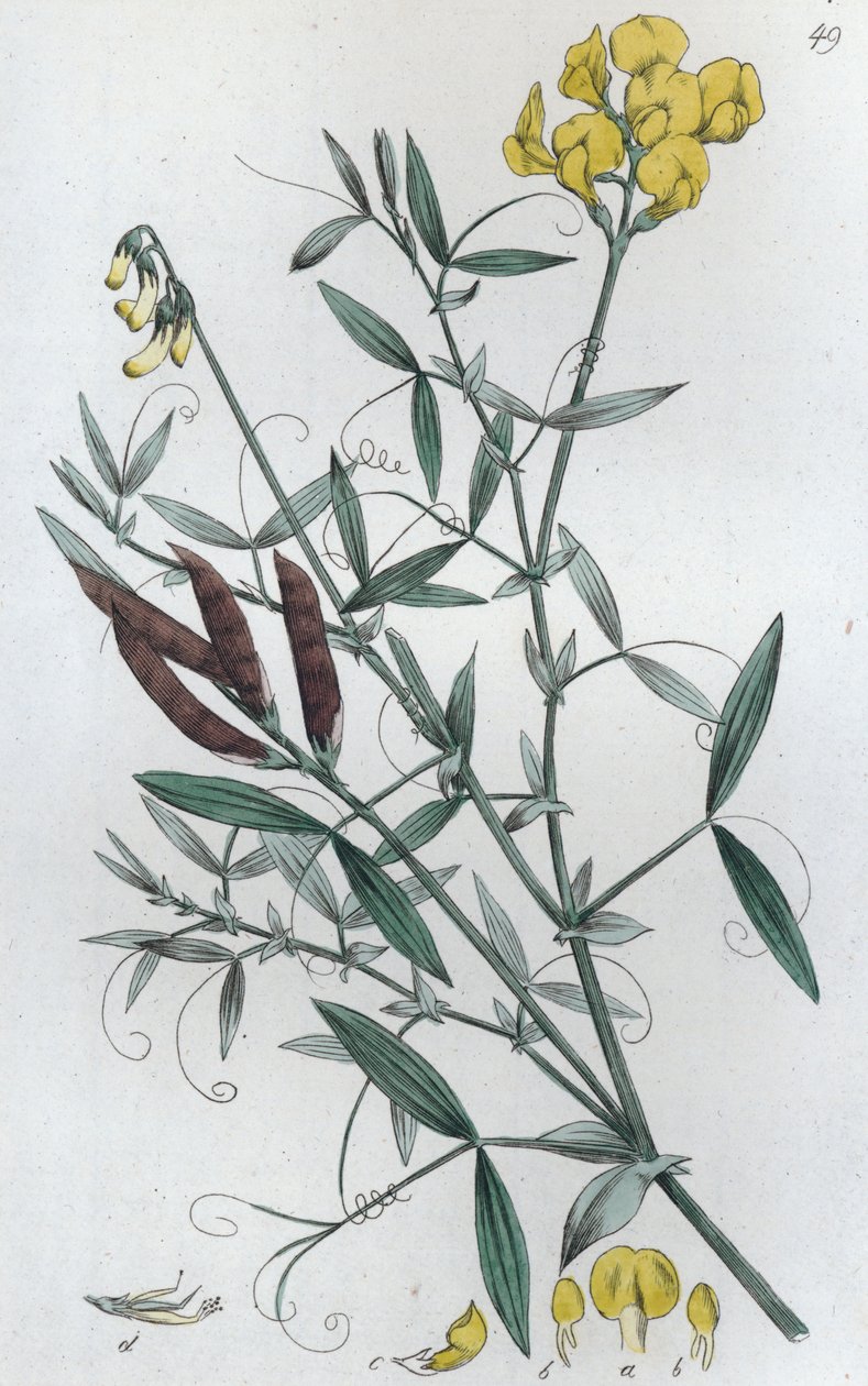 Cicerchia dei prati Lathyrus pratensis, 1804-1811 da Johan Wilhelm Palmstruch