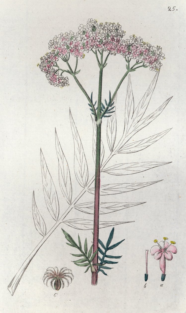 Valeriana Valeriana officinalis da Johan Wilhelm Palmstruch