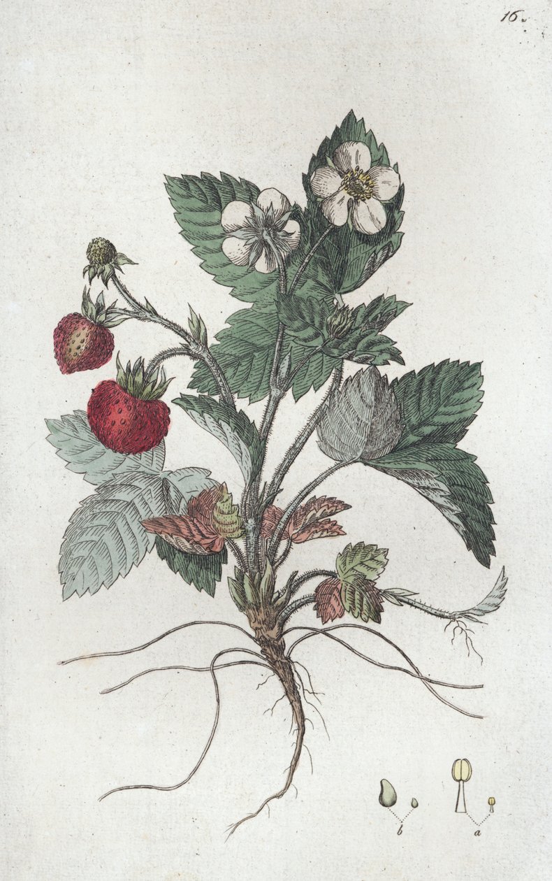 Fragola selvatica Fragaria vesca da Johan Wilhelm Palmstruch