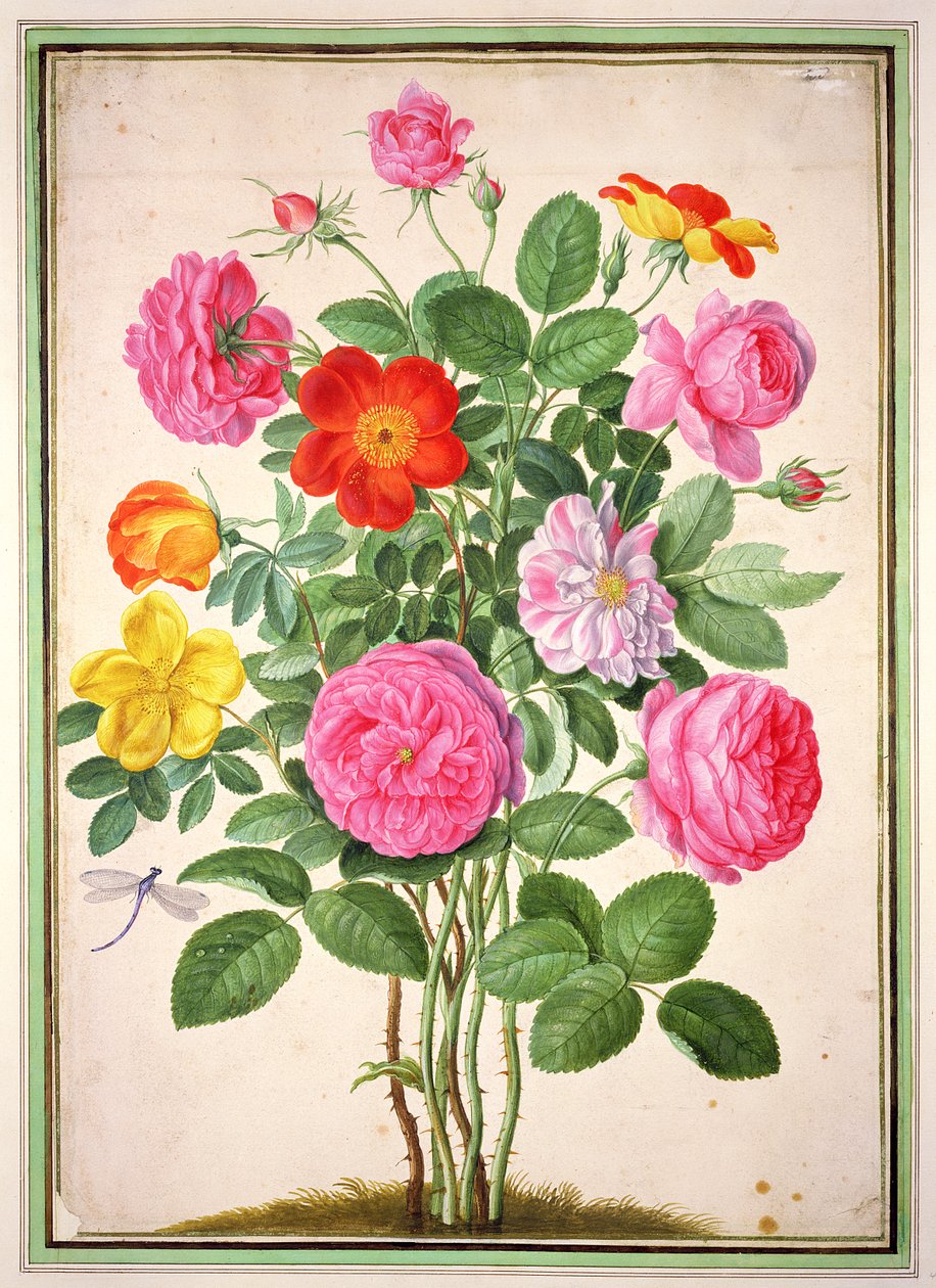 Rose, tavola 4 dal Nassau Florilegium da Johann Jakob Walther