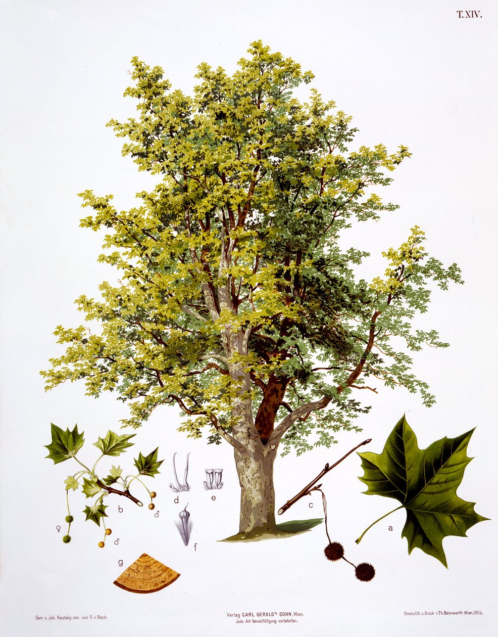 Platano di Londra, inciso da Bannwarth da Johann Kautsky