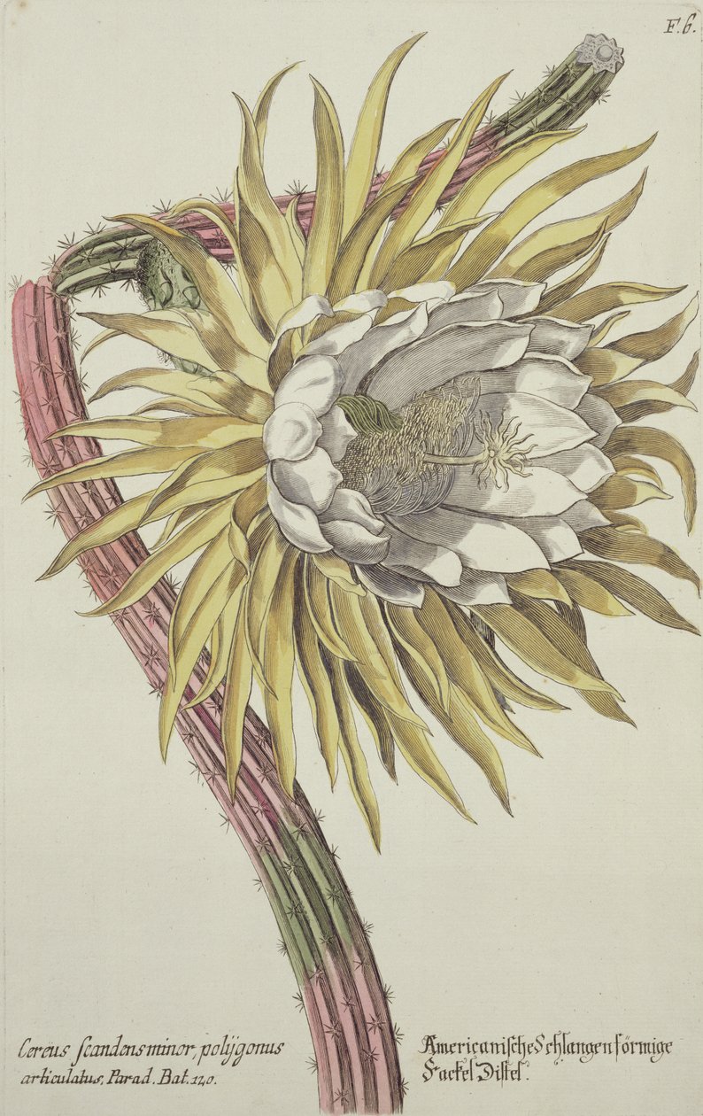 Cereus Scandens Minor Polygonus da 