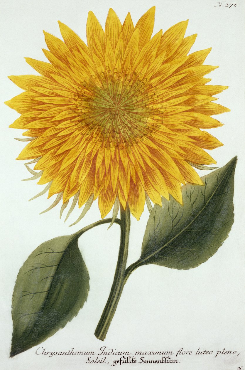 Crisantemo Indicum da 