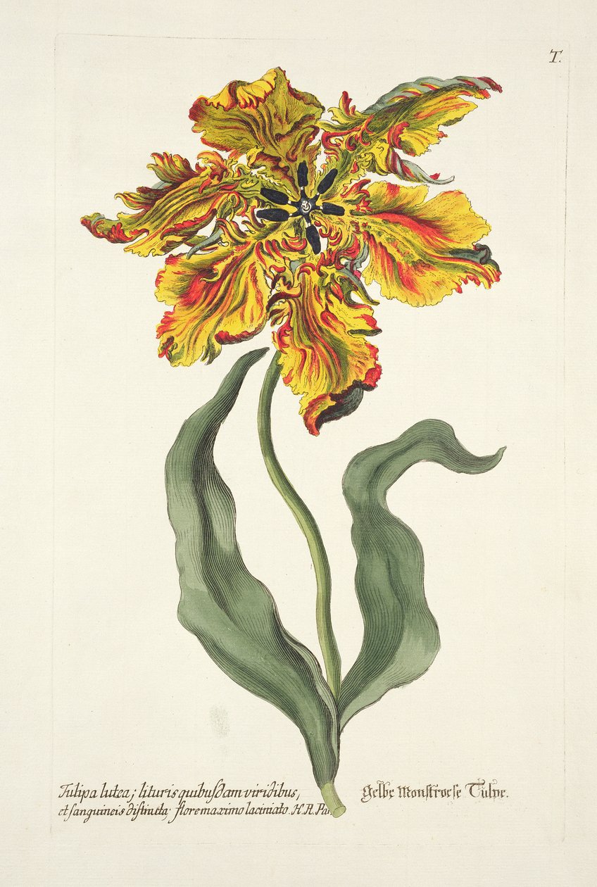 Tulipa Lutea da 
