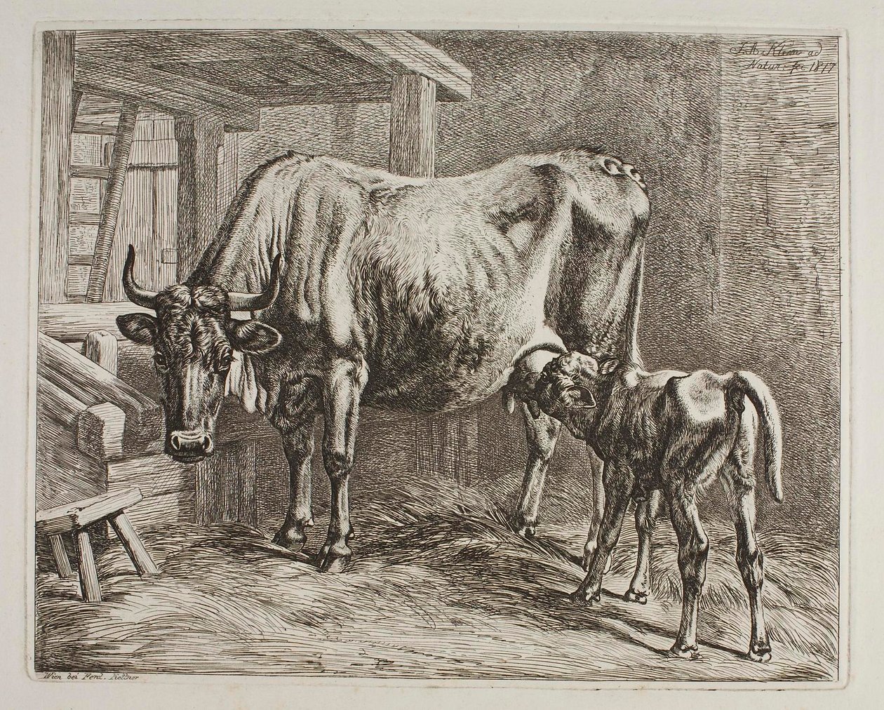 Mucca con vitello che poppa da Johann Adam Klein
