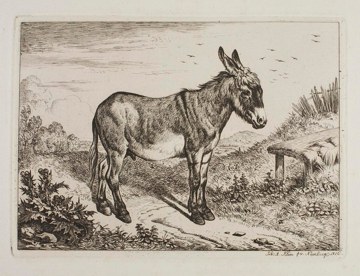 Asino da Johann Adam Klein