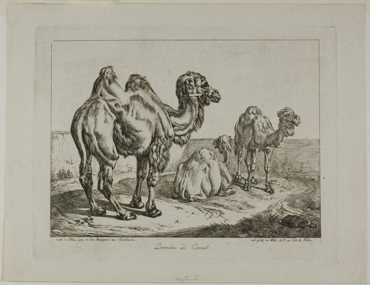 Dromedario e cammello da Johann Adam Klein