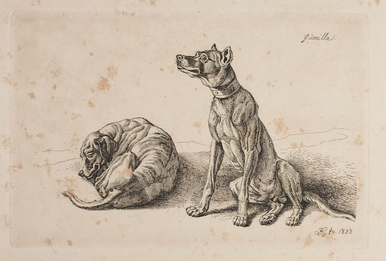 Guerriglia, Due cani da Johann Adam Klein
