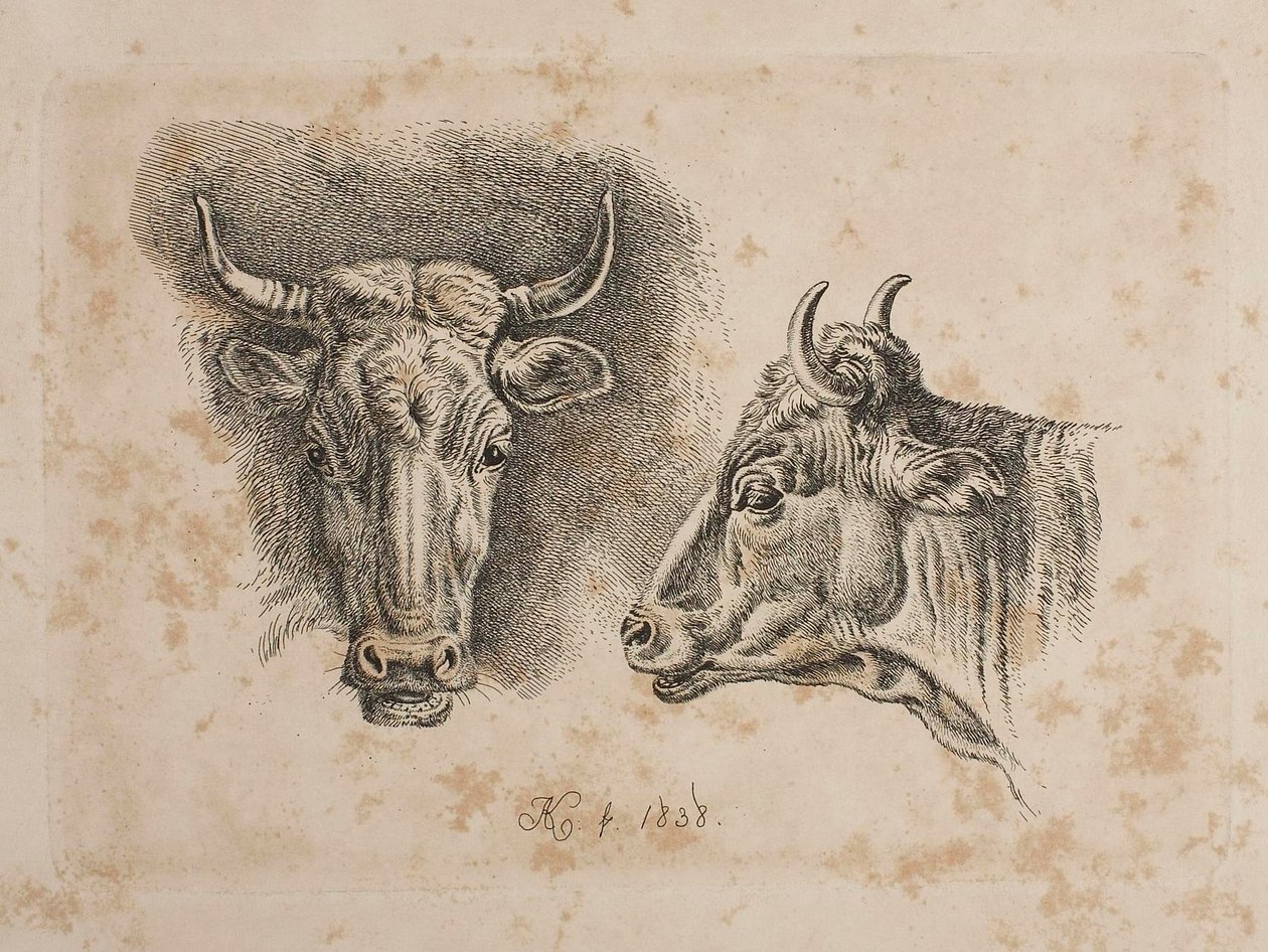 Le teste di due mucche da Johann Adam Klein