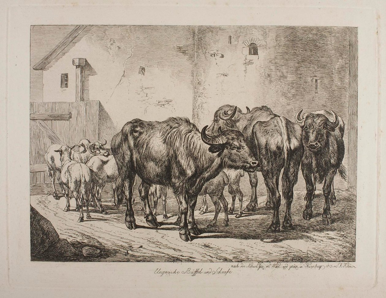 Bufali e pecore ungheresi da Johann Adam Klein