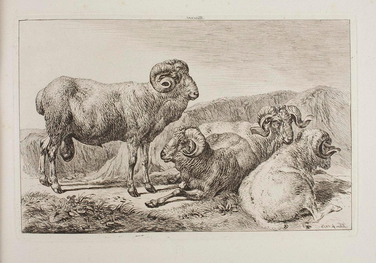 Arieti merino da Johann Adam Klein