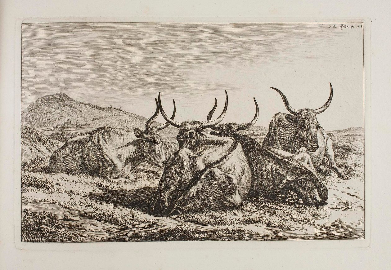 Buoi sdraiati da Johann Adam Klein