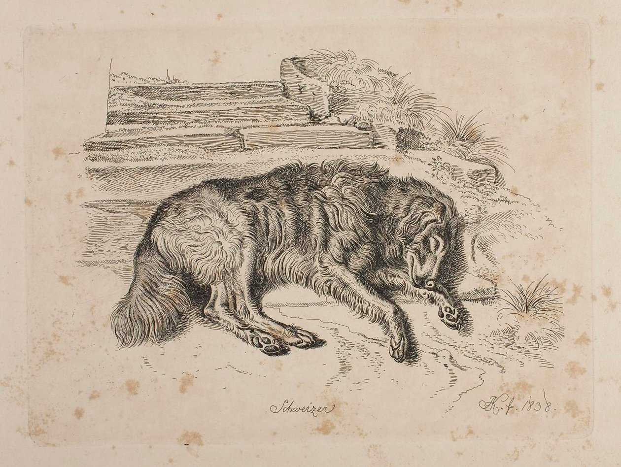 Schweizer, un cane da Johann Adam Klein