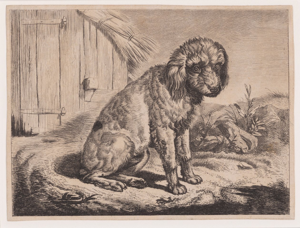 Cane seduto da Johann Adam Klein