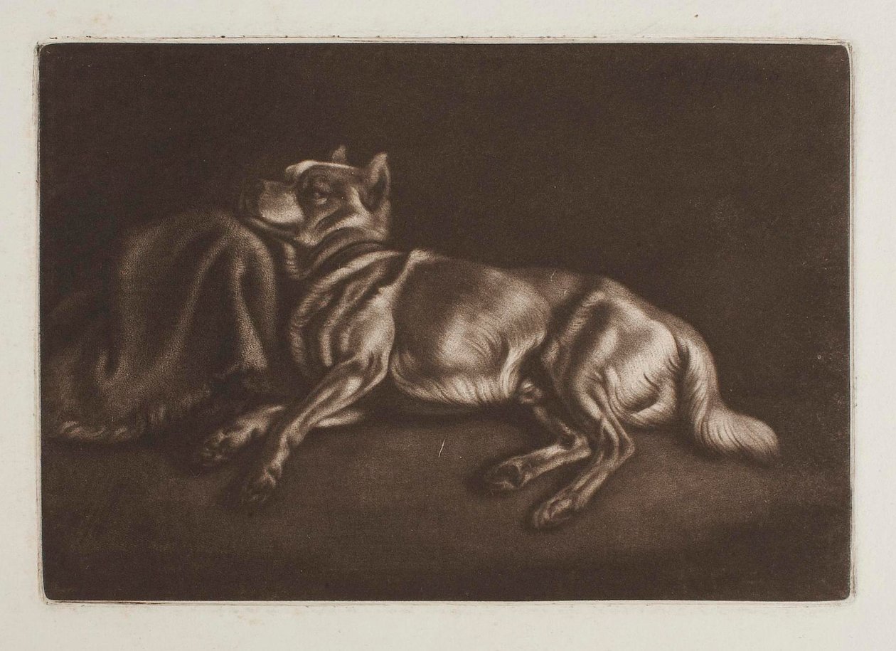 Cane di tipo spitz da Johann Adam Klein
