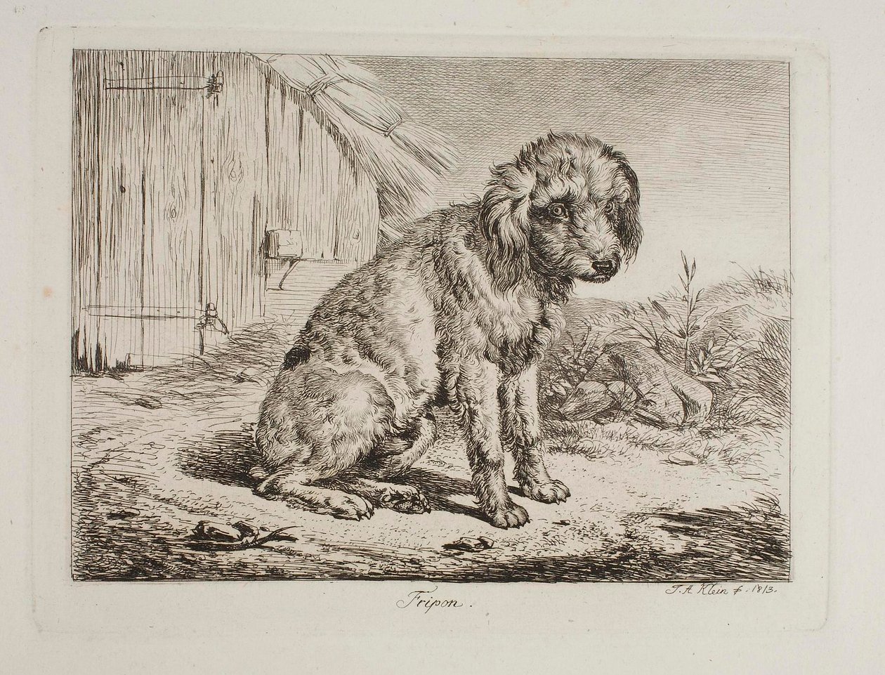 Il barboncino Fripon da Johann Adam Klein