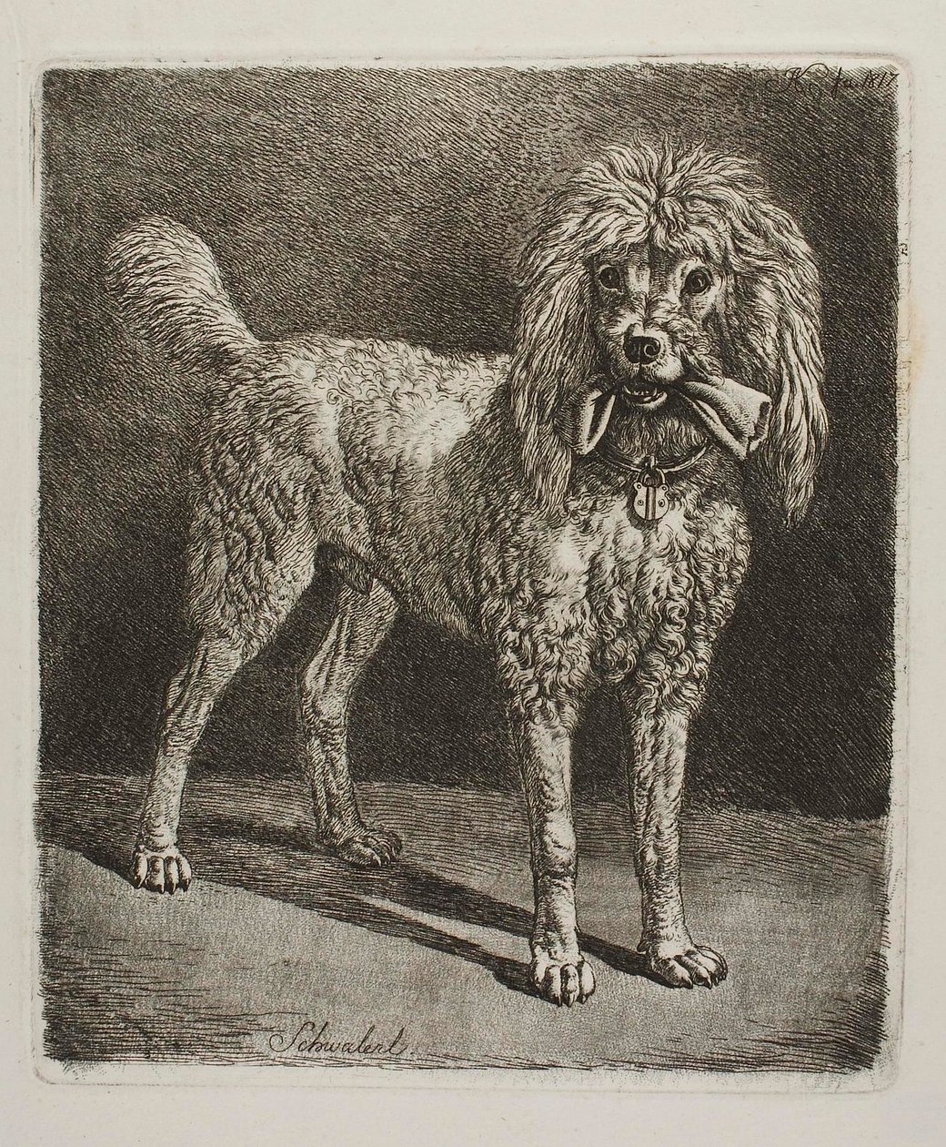 Il barboncino Schwalerl da Johann Adam Klein