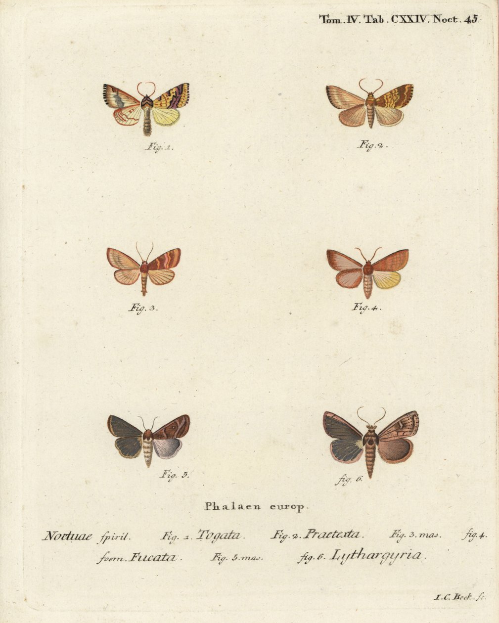 Falena gialla barrata, Tileacea aurago 1-4, e falena d
