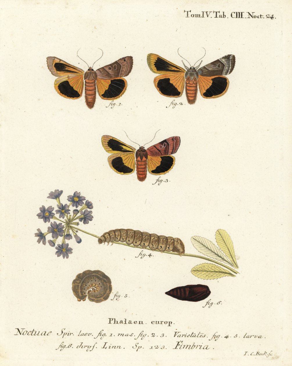 Falena gialla a bordi larghi, Noctua fimbriata. Incisione a mano colorata su rame di Johann Carl Bock dopo Die Schmetterlinge in Abbildungen nach der Natur di Eugenius Johann Christoph Esper, Erlangen da Johann Carl Bock