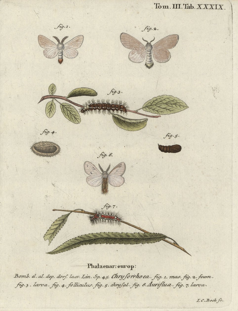 Falena coda marrone, Euproctis chrysorrhoea da Johann Carl Bock