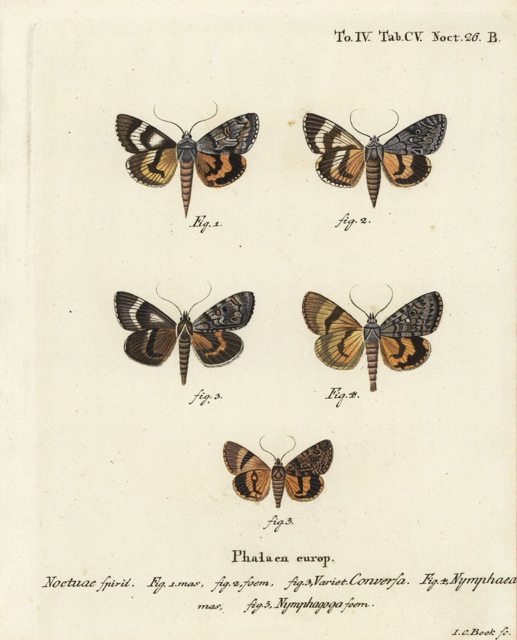 Catocala conversa 1-3, Catocala nymphaea 4, e ala gialla della quercia, Catocala nymphagoga 5. Incisione a mano colorata su rame di Johann Carl Bock da Johann Carl Bock