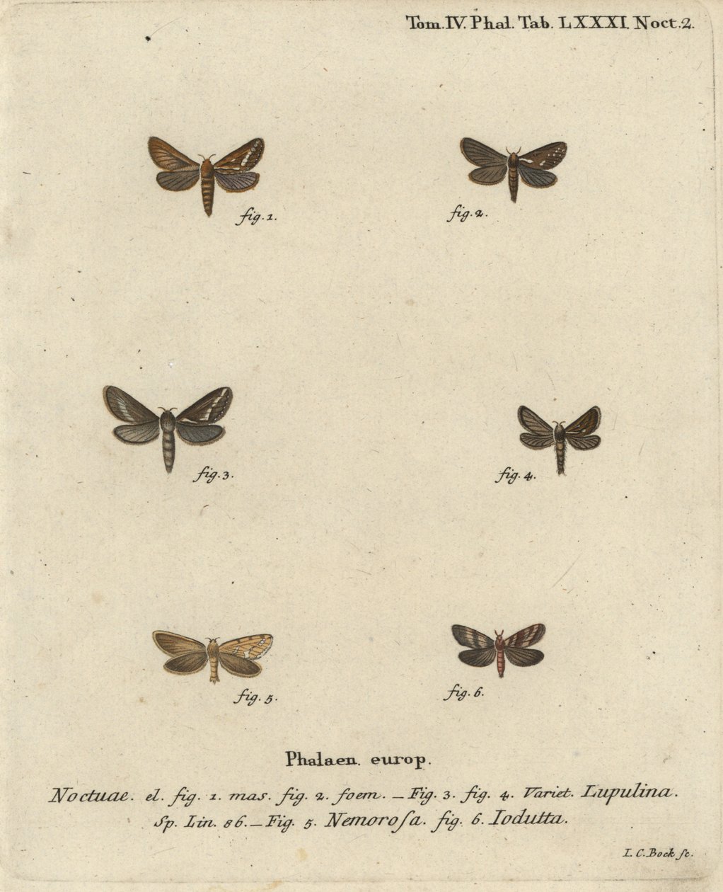 Falena comune, Korscheltellus lupulina, falena dorata, Phymatopus hecta, e Pharmacis carna. Incisione a mano colorata su rame di Johann Carl Bock dopo Die Schmetterlinge in Abbildungen nach der Natur di Eugenius Johann Christoph Esper, Erlangen da Johann Carl Bock