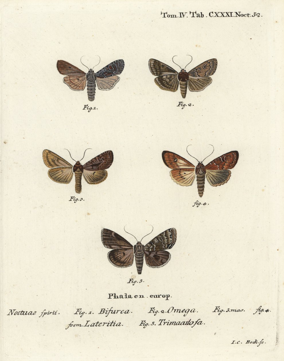 Conformista, Lithophane furcifera, doppia freccia, Graphiphora augur, scarsa bruna, Apamea lateritia, e archi d