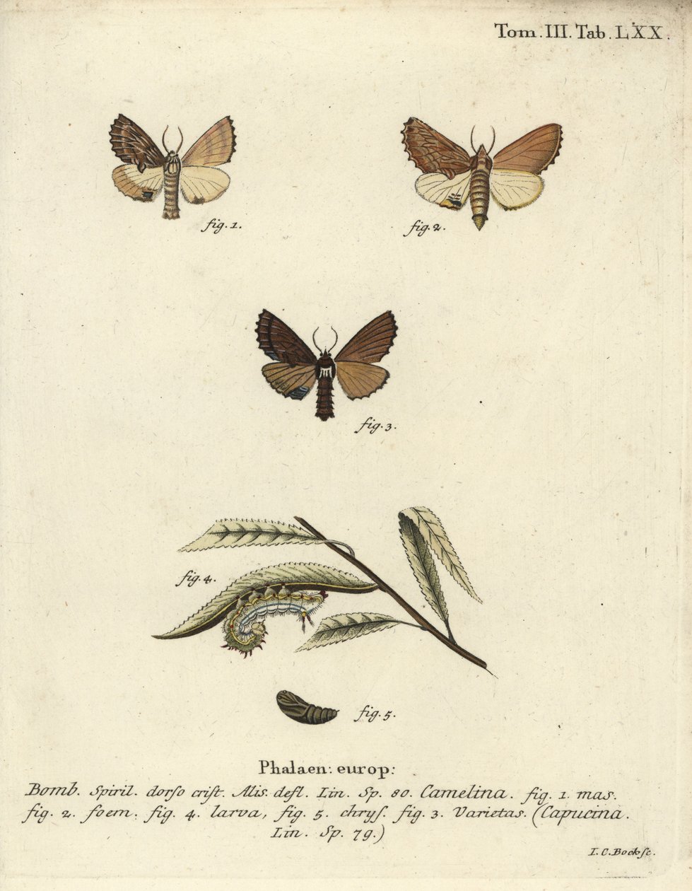 Coxcomb prominente, Ptilodon capucinus da Johann Carl Bock