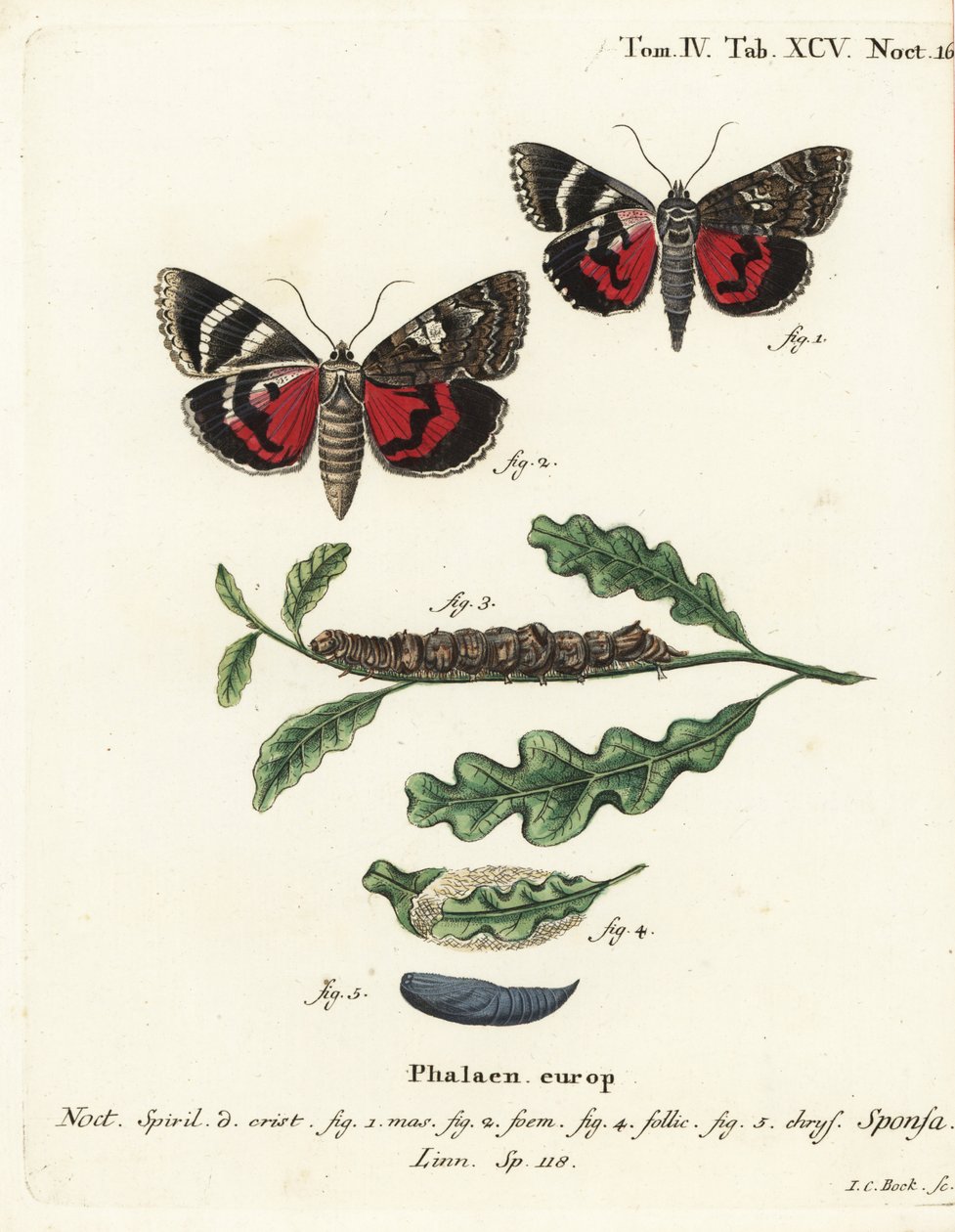 Falena cremisi scuro, Catocala sponsa. Incisione su rame colorata a mano di Johann Carl Bock dopo Die Schmetterlinge in Abbildungen nach der Natur di Eugenius Johann Christoph Esper, Erlangen da Johann Carl Bock