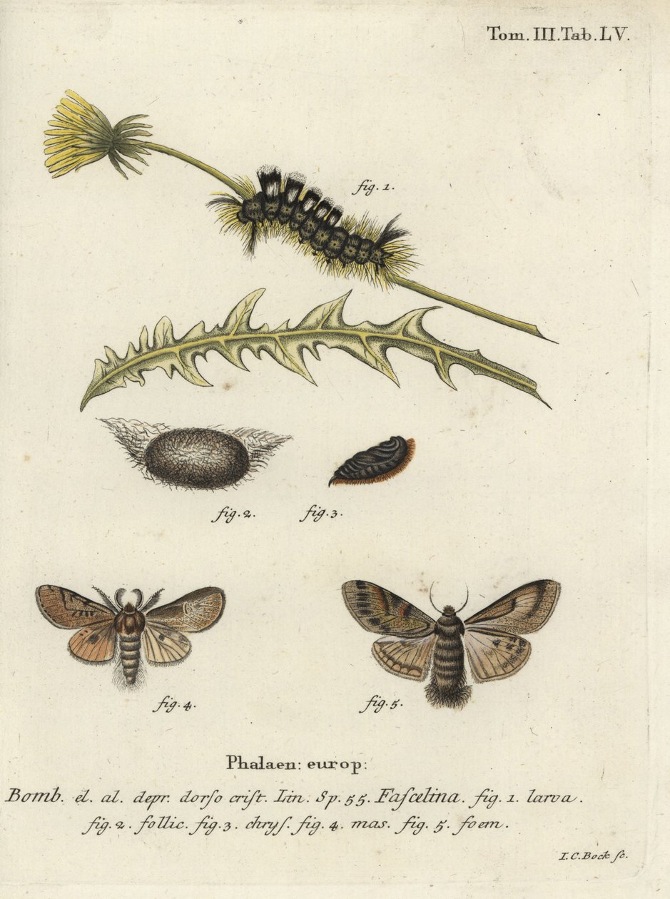 Falena scura, Dicallomera fascelina da Johann Carl Bock