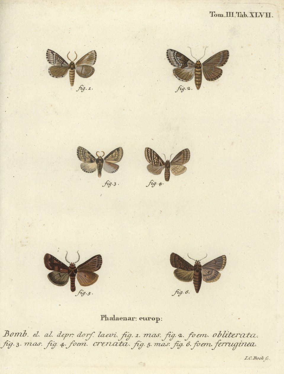Conchiglia scura, marrone marmorizzato scuro e rustico marrone da Johann Carl Bock