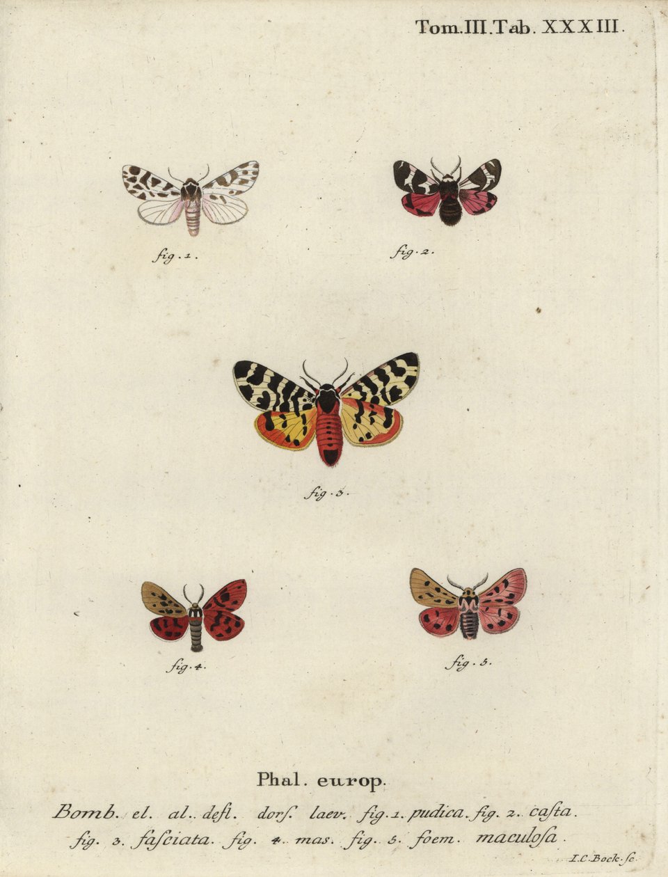 Falene discrete e falene tigre da Johann Carl Bock