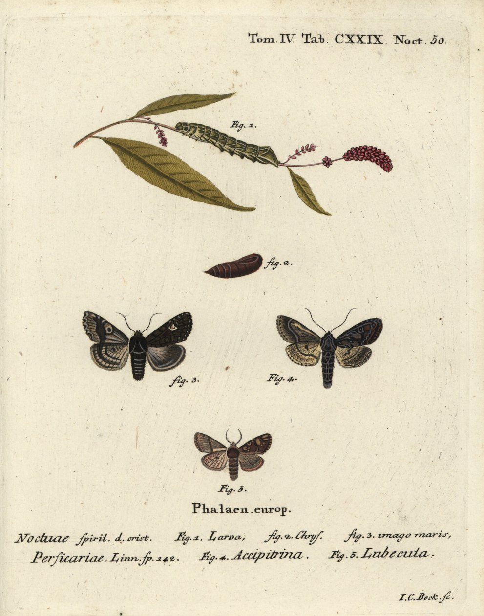 Punto, Melanchra persicariae 1-4, e Dryobota labecula 5. Incisione su rame colorata a mano di Johann Carl Bock dopo Die Schmetterlinge in Abbildungen nach der Natur di Eugenius Johann Christoph Esper, Erlangen da Johann Carl Bock