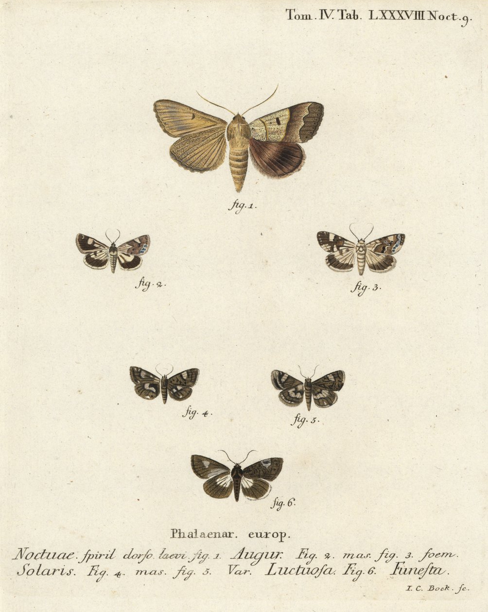 Graphiphora augur 1, Acontia lucida 2,3, Tyta luctuosa 4,5, e Aedia funesta 6. Incisione a mano colorata su rame di Johann Carl Bock dopo Die Schmetterlinge in Abbildungen nach della Natur di Eugenius Johann Christoph Esper da Johann Carl Bock