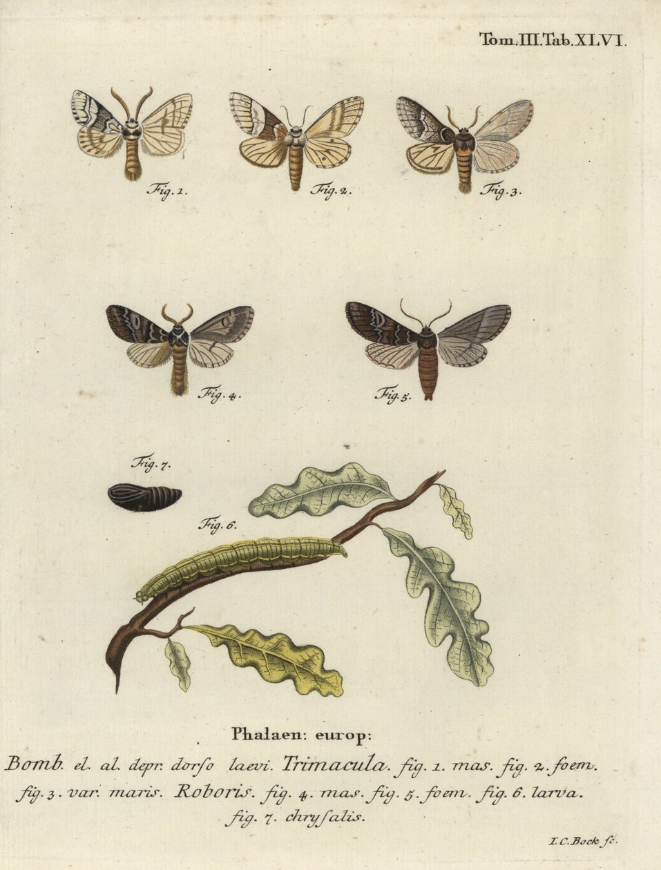 Falena Drymonia dodonaea da Johann Carl Bock